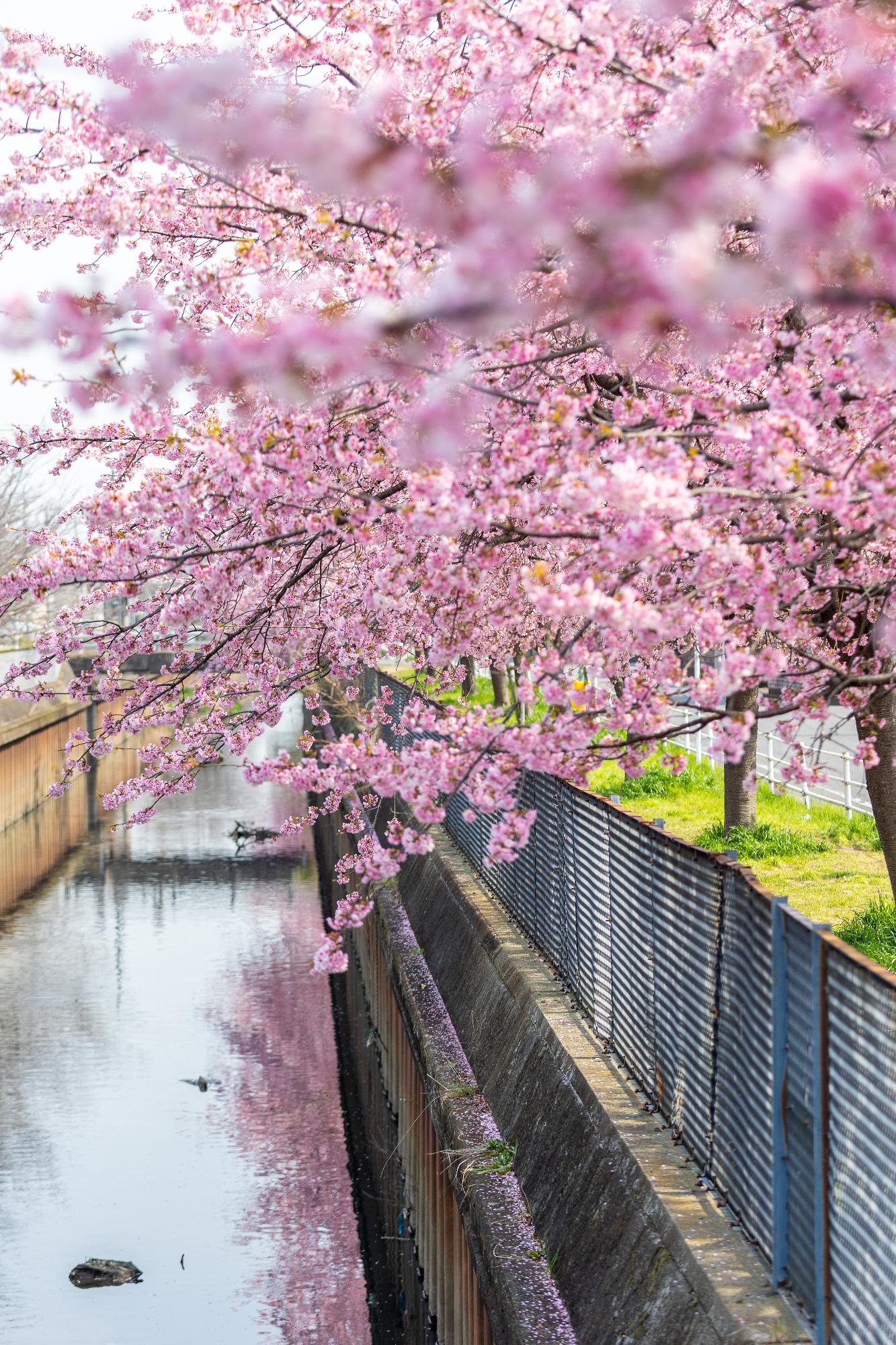 広報かわぐち3月号表紙写真